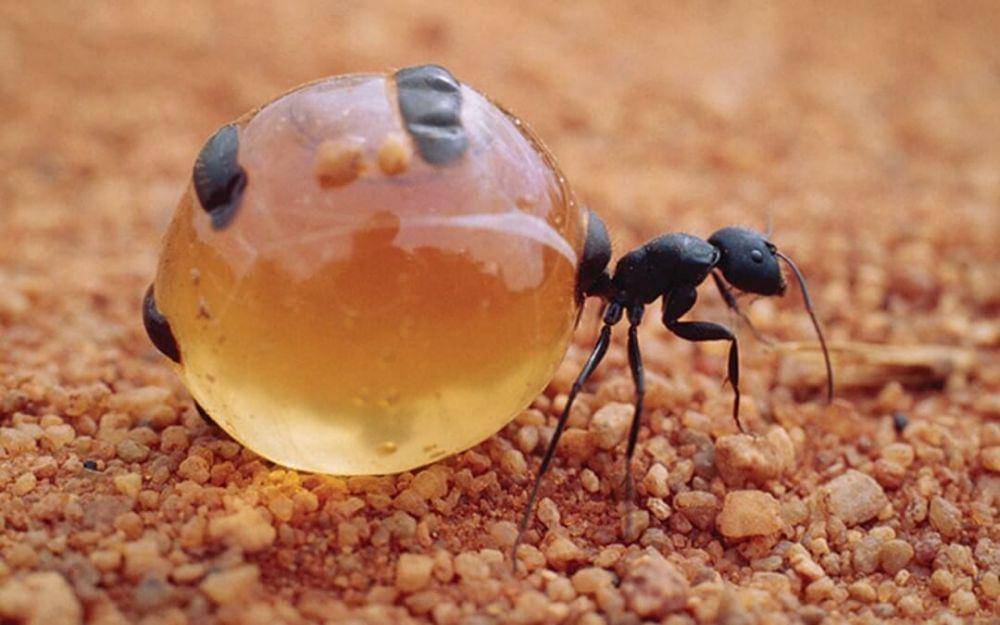 deinsectos.org