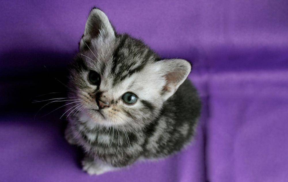 silvershorthairs.com