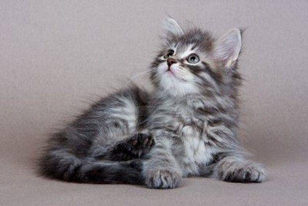 kittentoob.com