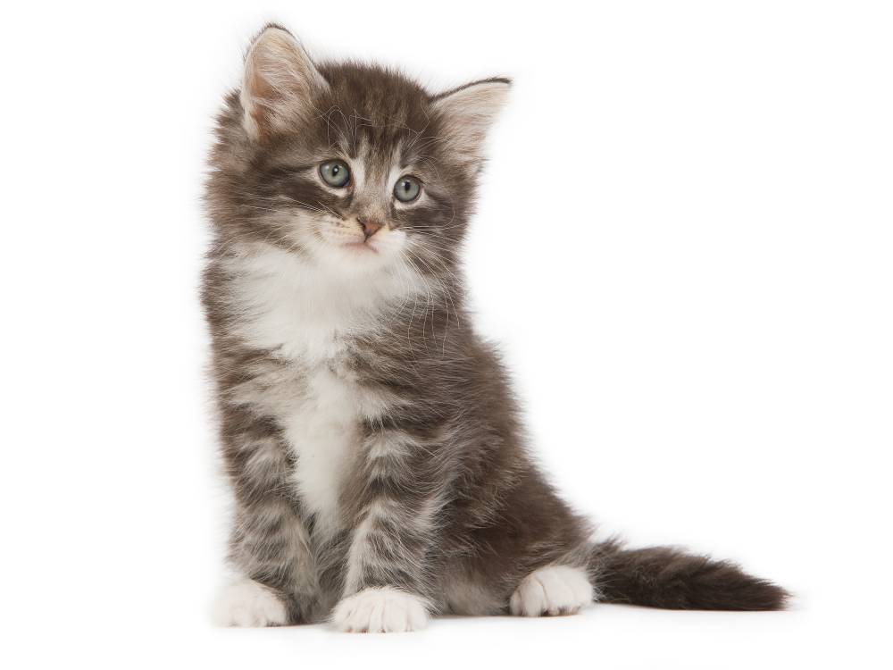 royalcanin-weshare-online.io