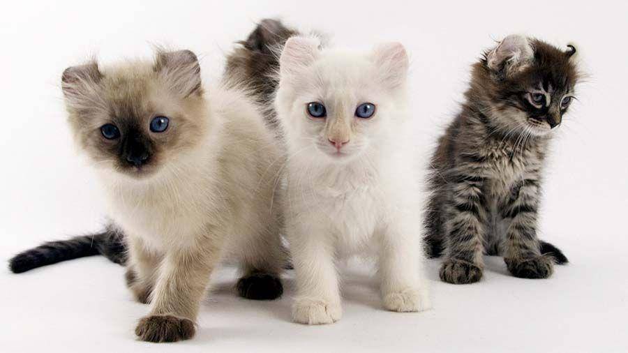 catbreedslist.com