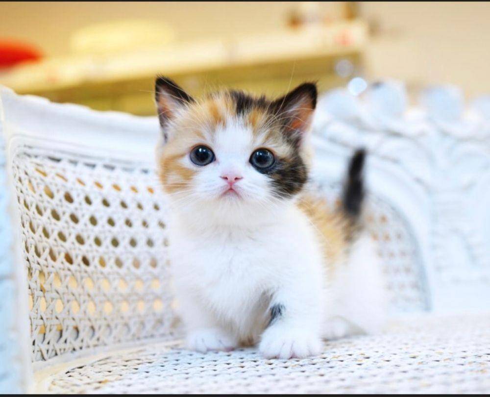 downtownkittens.com