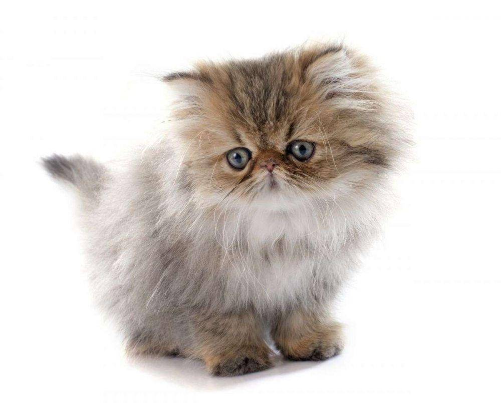 catsnow.com