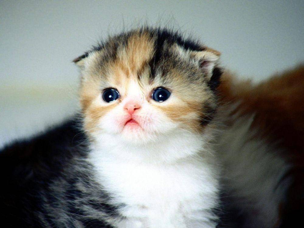 kittentoob.com