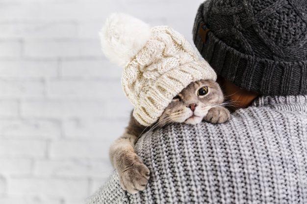10 Ras Kucing dengan Bulu Paling Lebat, Nyaman Dipeluk
