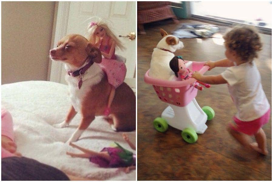 11 Foto Kocak Anjing Dipaksa Main, Gak Bisa Marah Cuma Bisa Pasrah