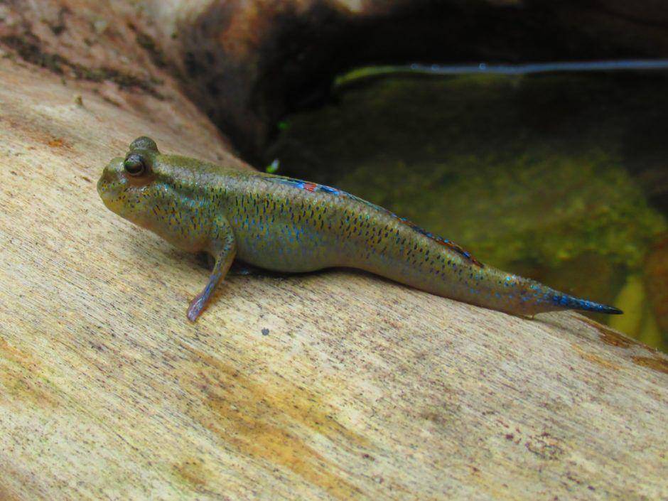 ilustrasi ikan mudskipper (livingrainforest.org)