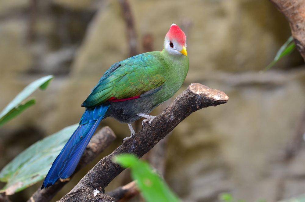 azbirds.com