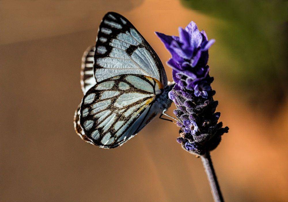 Pixabay.com/Stevepb