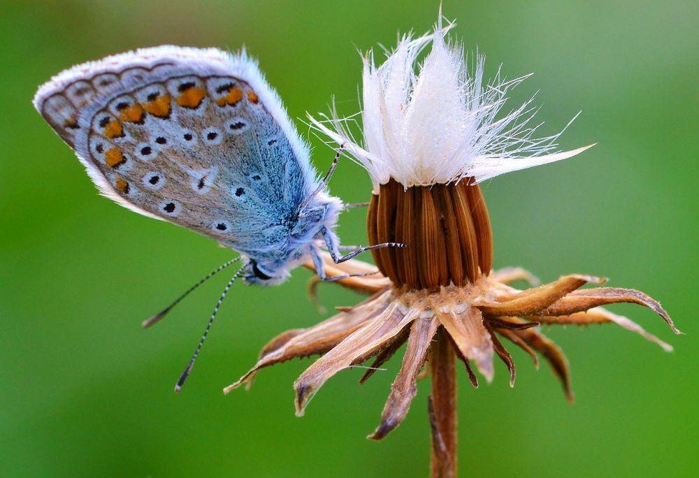 Pixabay.com/Jggrz