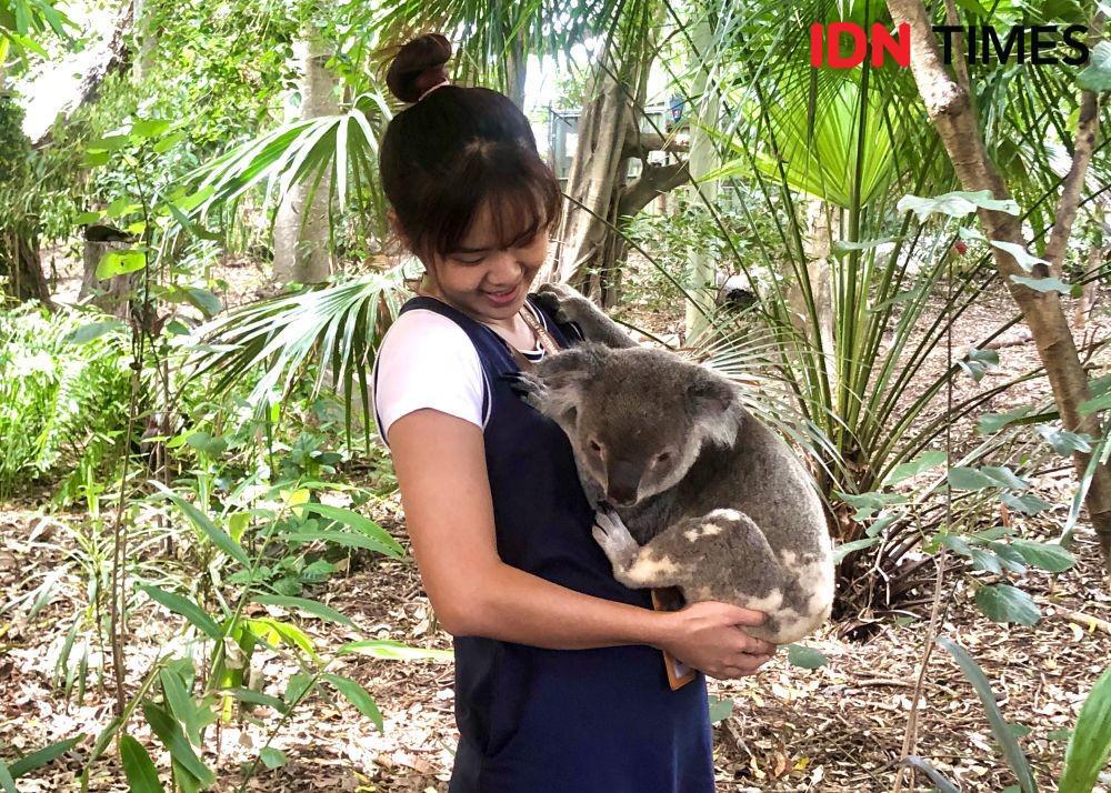 Lone Pine Koala Sanctuary, Tempat Asyik Memeluk Koala di Brisbane