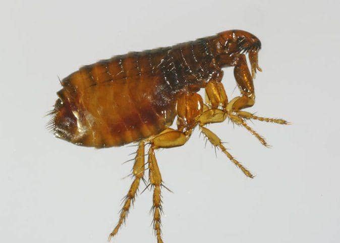 genent.cals.ncsu.edu