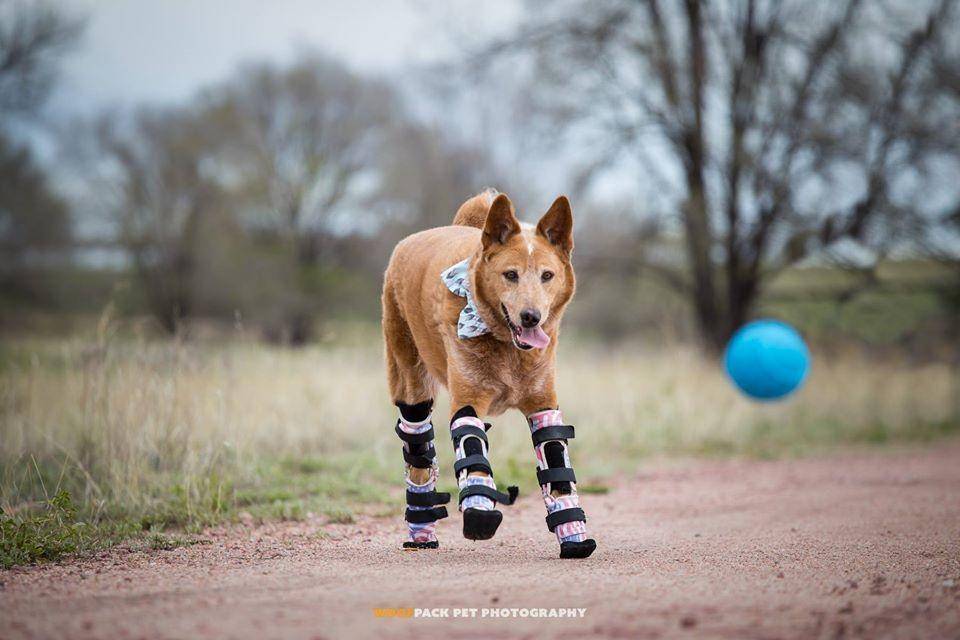 facebook.com/Nakio the Bionic Dog's Legacy