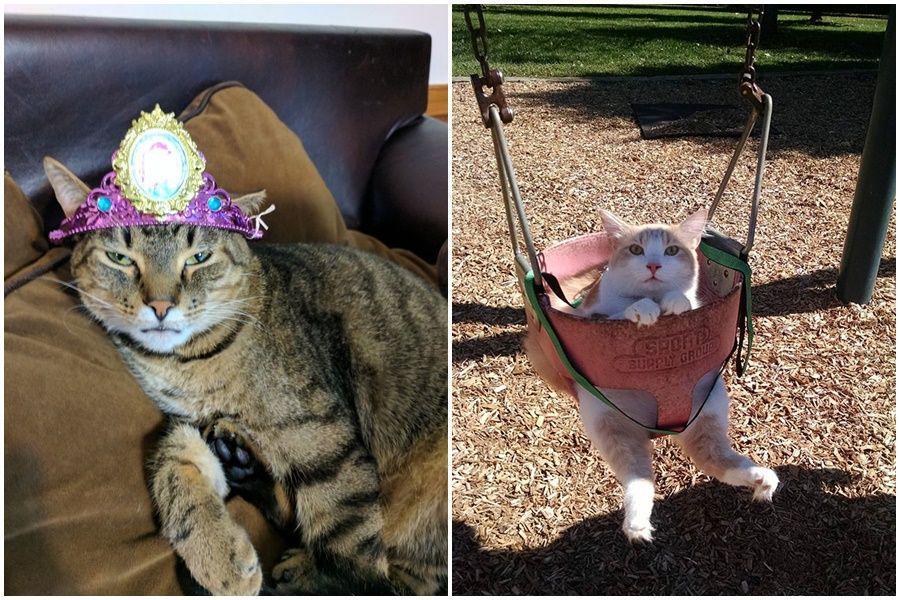 9 kucing yang pasrah aja dipaksa main! Kasihan, tapi kocak banget