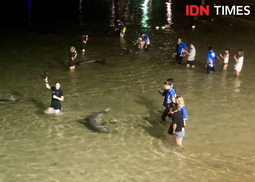 Wild dolphin feeding di Tangalooma, Pulau Moreton, Queensland (IDN Times/Ernia Karina)