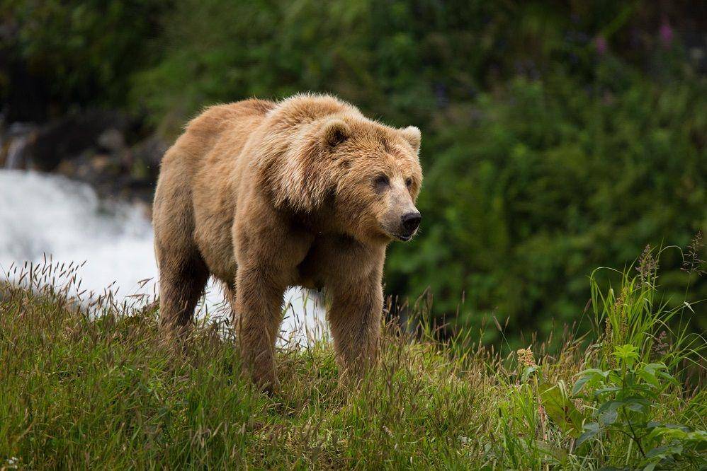Wikimedia Commons/Lisa Hupp (USFWS)