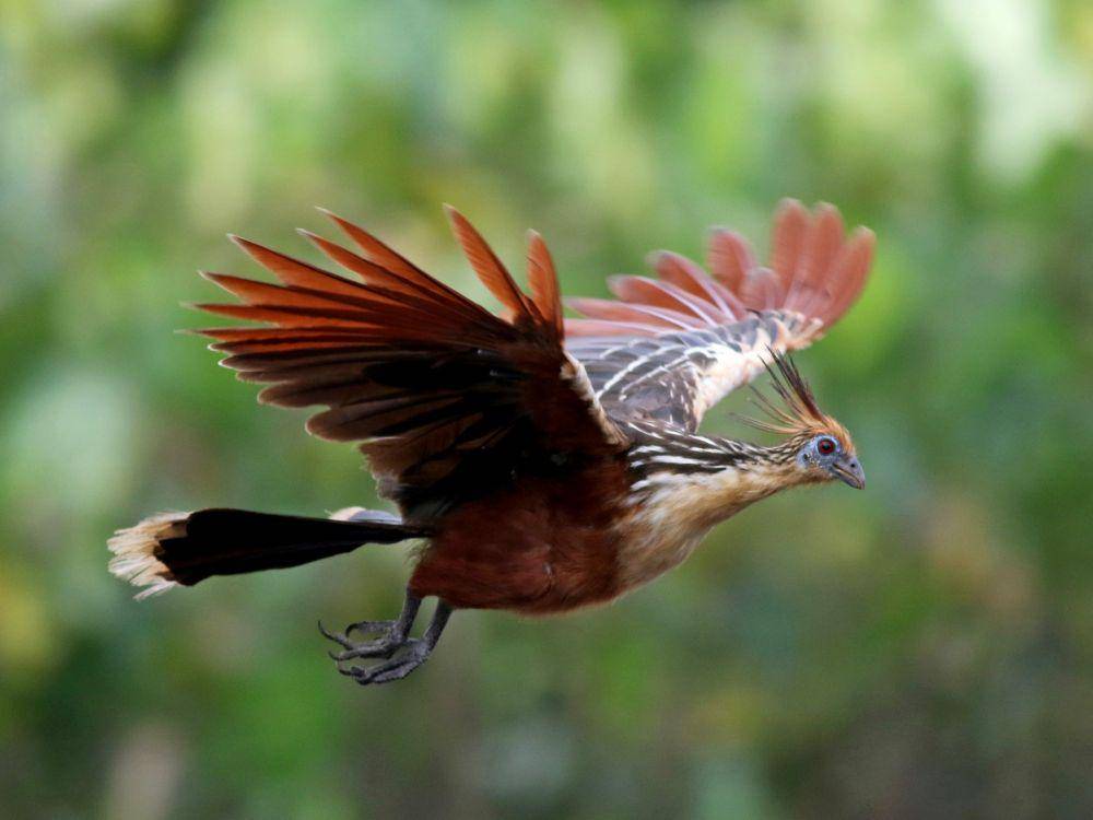 ebird.org
