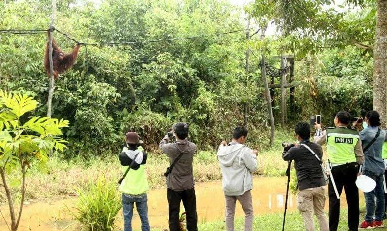 Fotografer memotret orangutan (ANTARA/Novi Abdi)