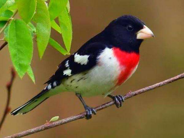 allaboutbirds.org