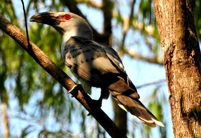 nzbirdsonline.org.nz