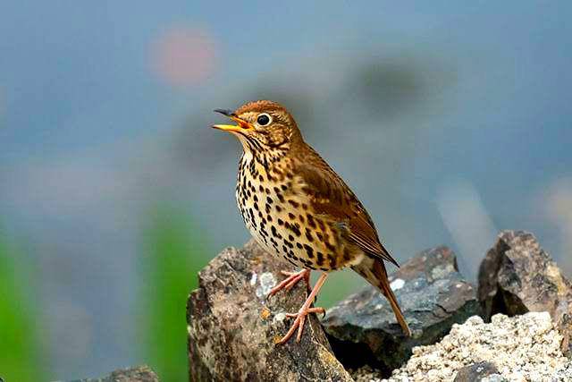 birdspot.co.uk