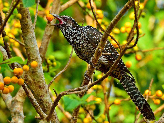birdsoftheworld.org