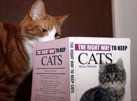 Kucing membaca buku. (theverybesttop10.com)