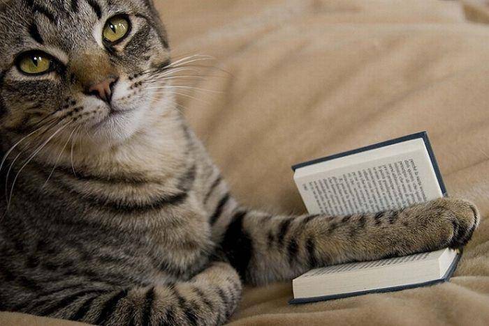 Kucing membaca buku. (acidcow.com)