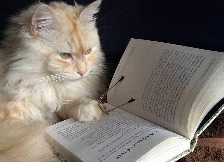 Kucing membaca buku. (bound4escape.com)
