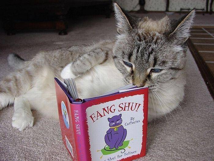 Kucing membaca buku. (acidcow.com)