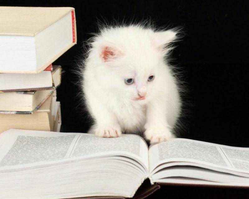 Kucing membaca buku. (olympiapublishers.com)