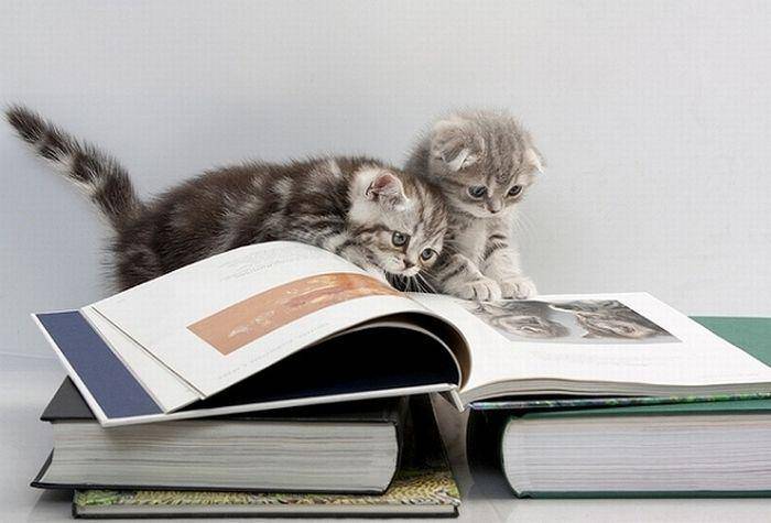 Kucing membaca buku. (acidcow.com)