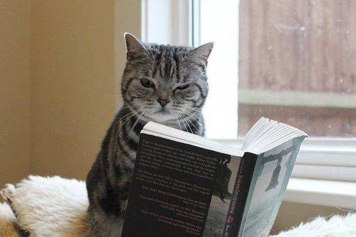 Kucing membaca buku. (buzzfeed.com/HarperCollins)