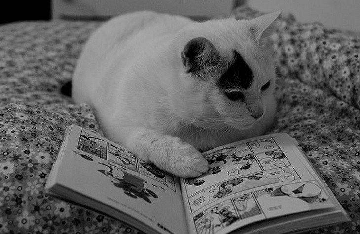 Kucing membaca buku. (theverybesttop10.com)
