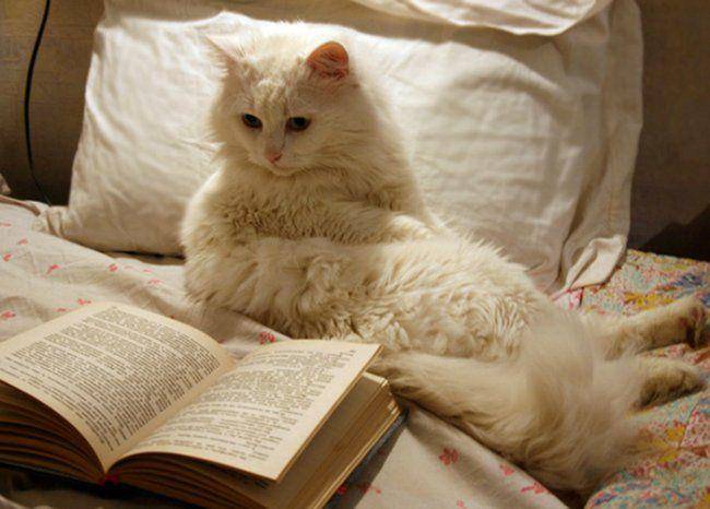 Kucing membaca buku. (s018.radikal.ru)