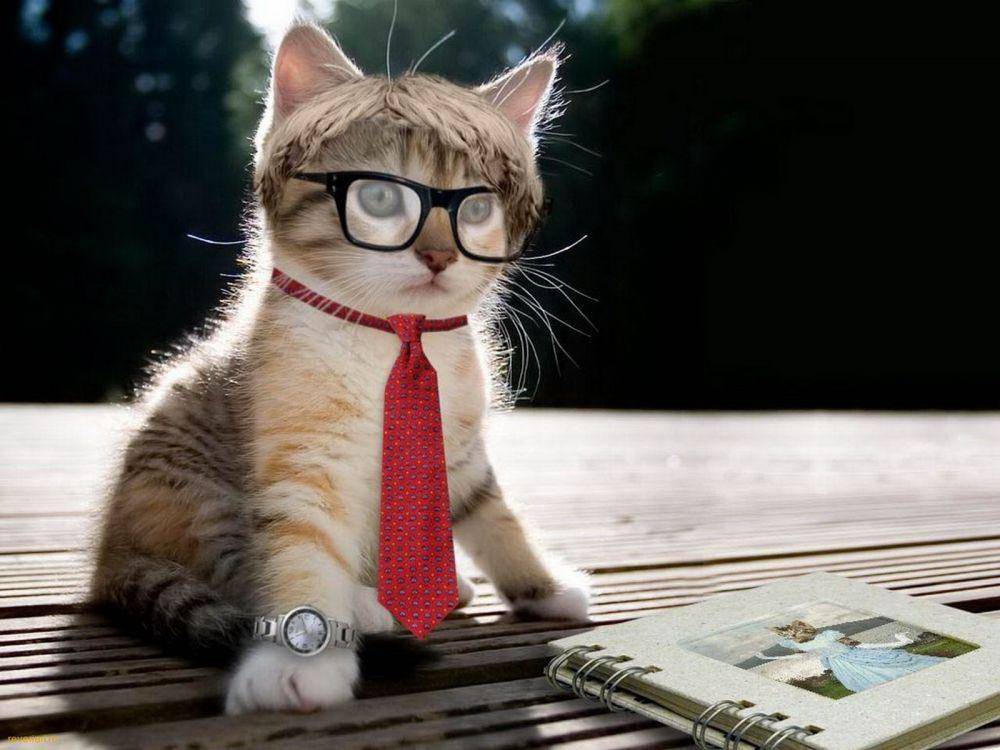 Kucing membaca buku. (instamoz.com)