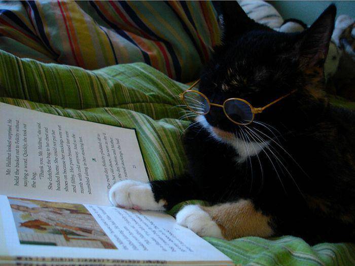 Kucing membaca buku. (acidcow.com)