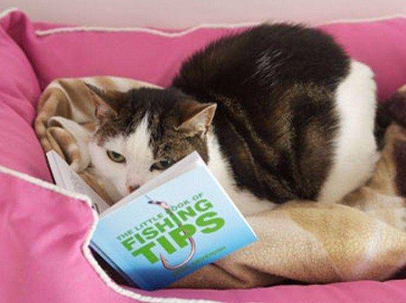 Kucing membaca buku. (theverybesttop10.com)
