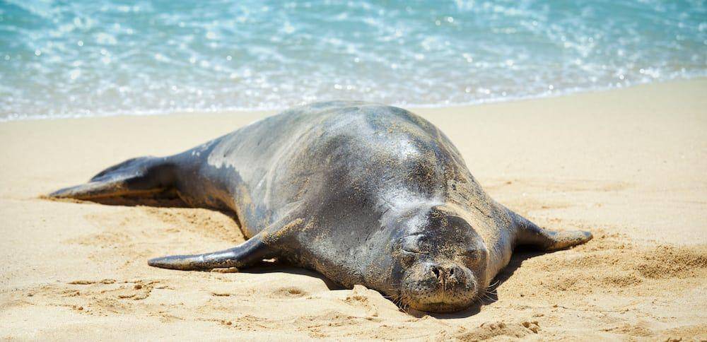 hawaiioceanproject.com