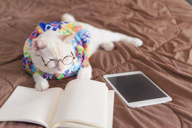 Kucing membaca buku. (freepik.es/grooveriderz)