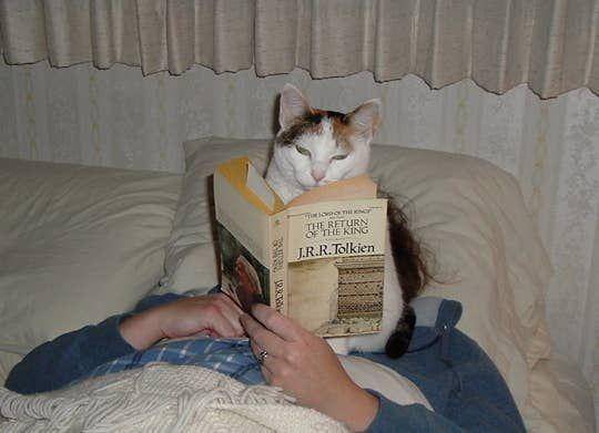 Kucing membaca buku. (buzzfeed.com/HarperCollins)