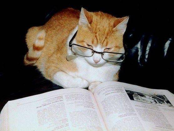 Kucing membaca buku. (theverybesttop10.com)