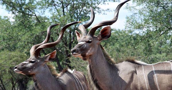 5 fakta unik greater kudu, hewan dengan tanduk berbentuk spiral