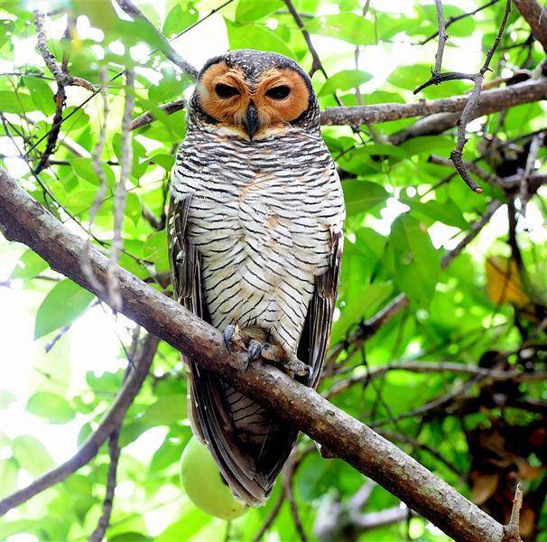owlpages.com