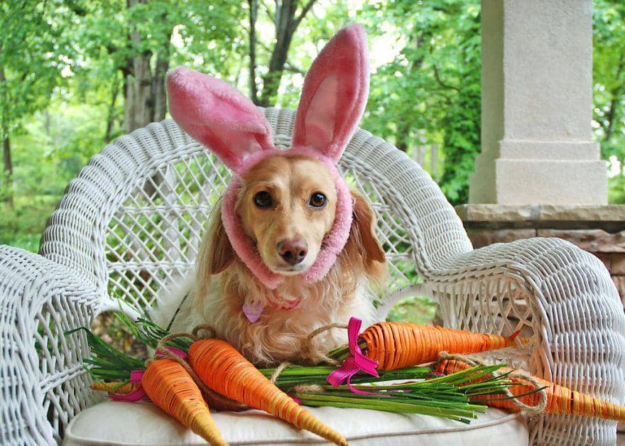 Terlihat Beda! Ini 18 Potret Anjing Saat Memakai Kostum Berbagai Hewan
