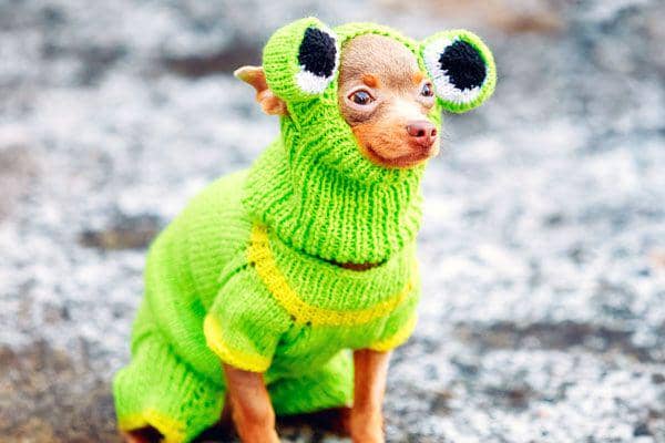 dogster.com