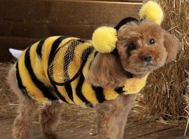puppytoob.com