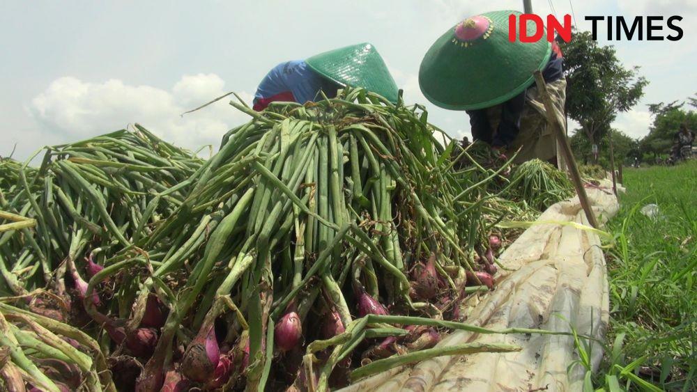 Curah Hujan Masih Tinggi, Petani Bawang Merah Brebes Gagal Panen