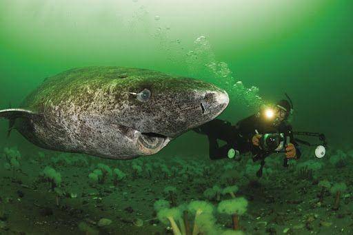 divemagazine.co.uk