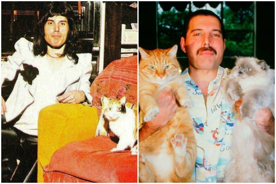 10 Potret Lawas Freddie Mercury, Bukti kalau Dia Pencinta Kucing!